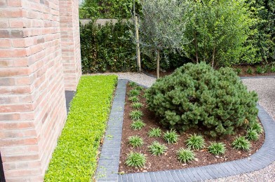 Specimen Pine, Clipped Buxus Hedge, Cobble Edged Driveway