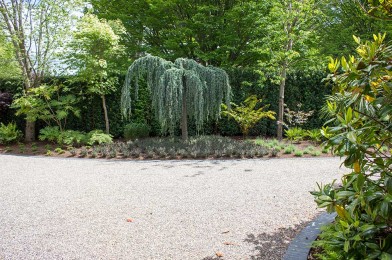 Specimen Weeping Cedar