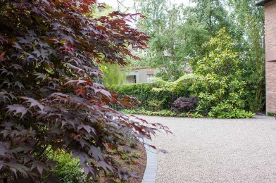 Specimen Magnolia Tree in Front Garden