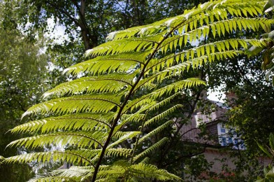 Specimen Ferns catching the sunlight