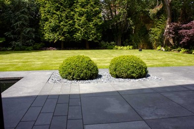Buxus Domes