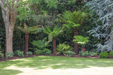 Shade Planting, Tree Ferns