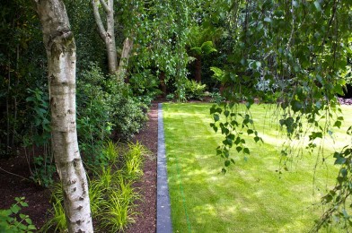 Existing Trees married with new planting, lawn edging